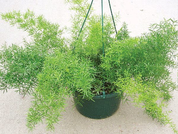 Аспарагус Эфиопский