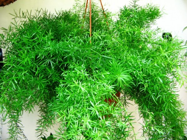 Папоротник аспарагус