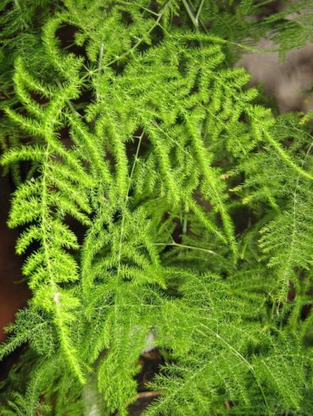 Аспарагус Шпренгера