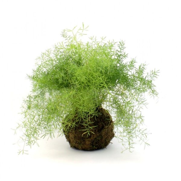 Аспарагус Сетацеус