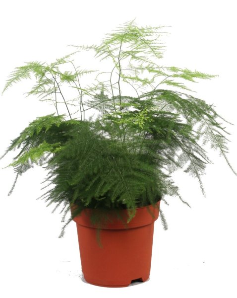 Аспарагус перистый аспарагус Шпренгера