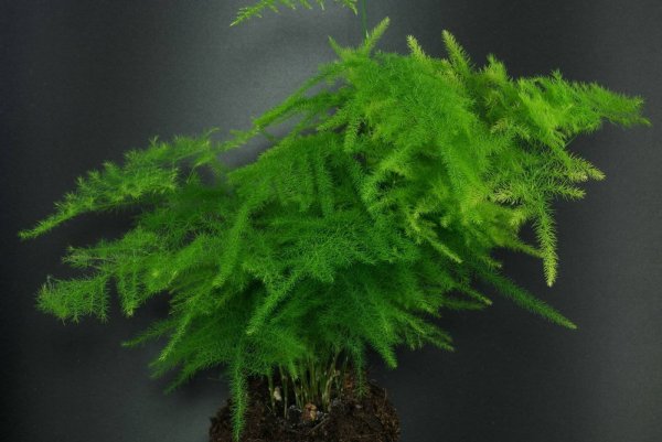 Аспарагус перистый