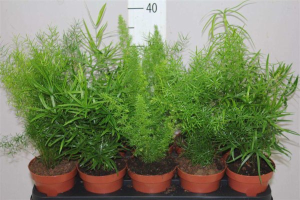 Аспарагус кистистый (Asparagus racemosus)