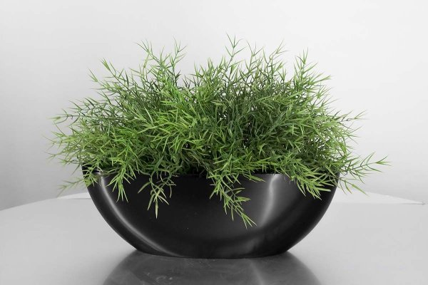 Аспарагус Лиана