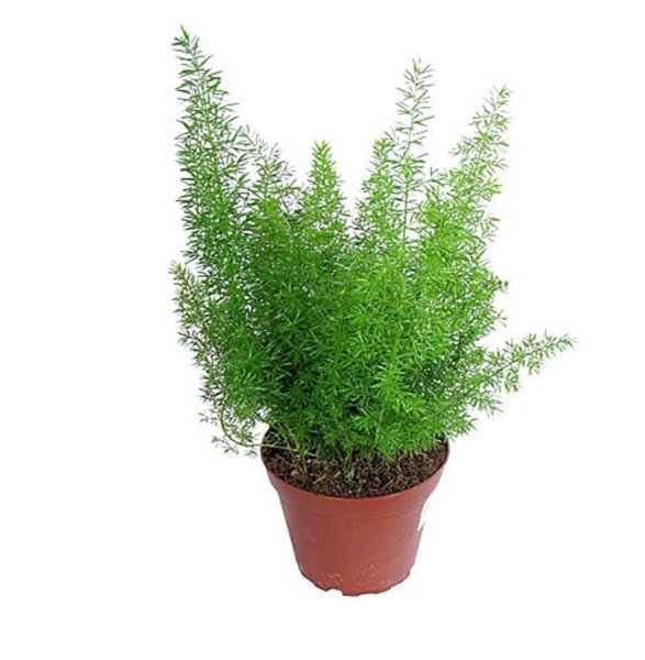 Аспарагус ампельный