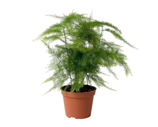 Аспарагус перистый