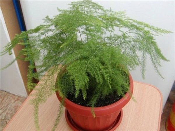 Аспарагус (спаржа) Бэклим