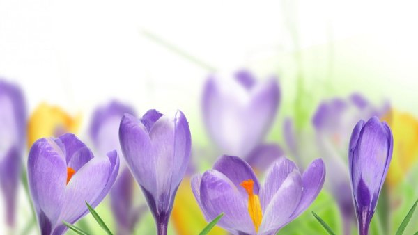 Весенний фон