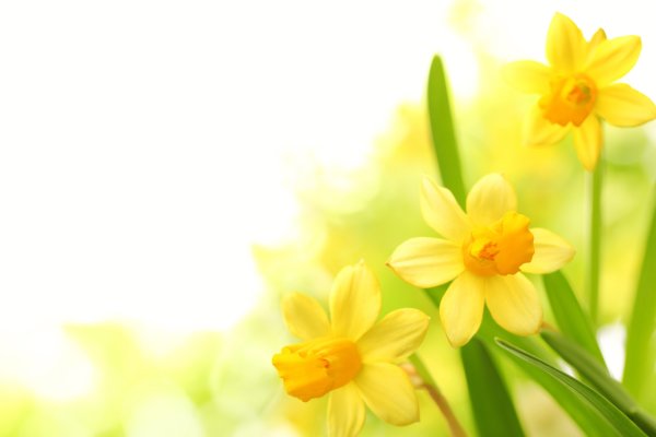 Красивый фон для презент