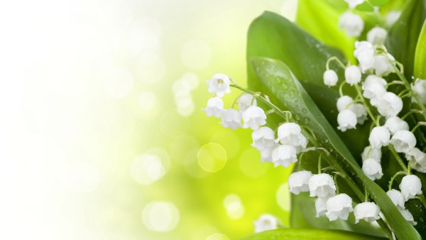 Красивый весенний фон для текста