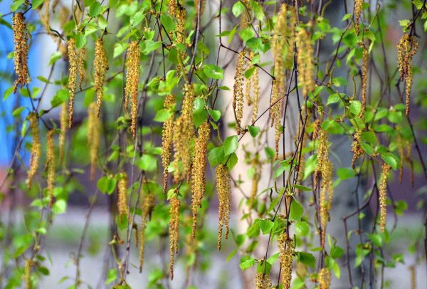 Берёза повислая весной