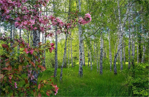 Парк Берёзовая роща сирень