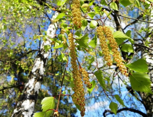 Ольха повислая