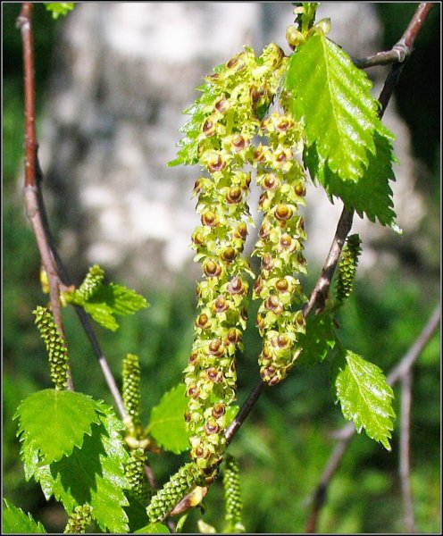Береза повислая черемуха