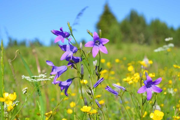 Луговой высокорослые цветы