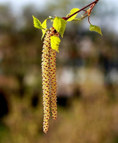 Береза повислая почки