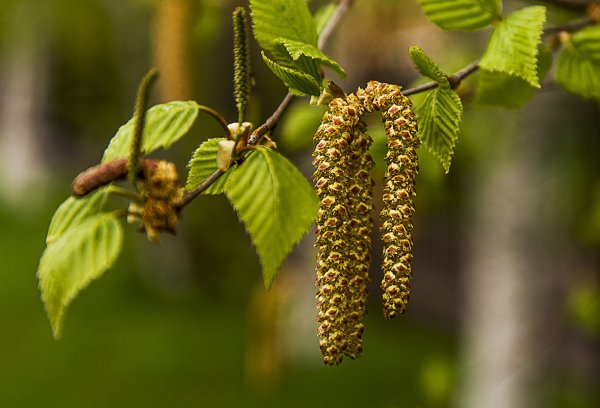 Береза повислая цветение