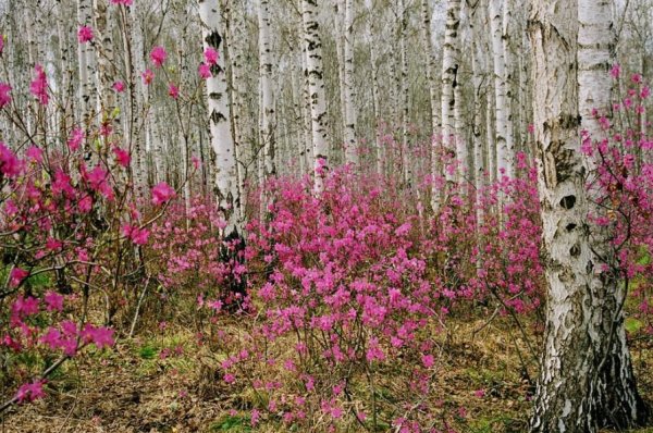 Рододендрон Даурский в березовой роще