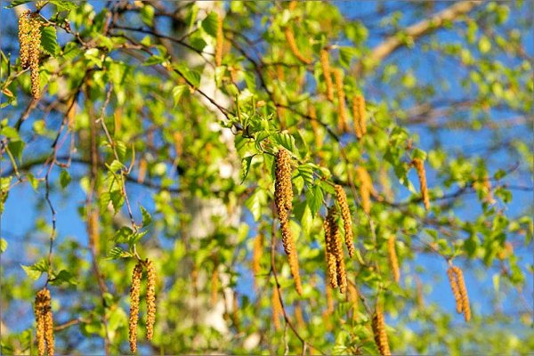 Береза ветроопыляемое растение