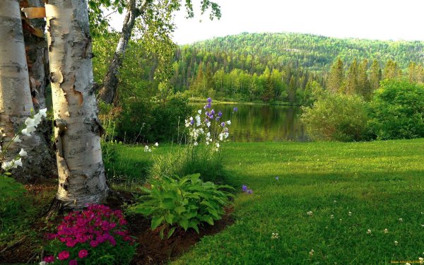 Клумба вокруг березы