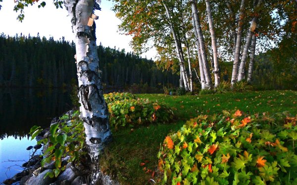 Березки Алтайского края