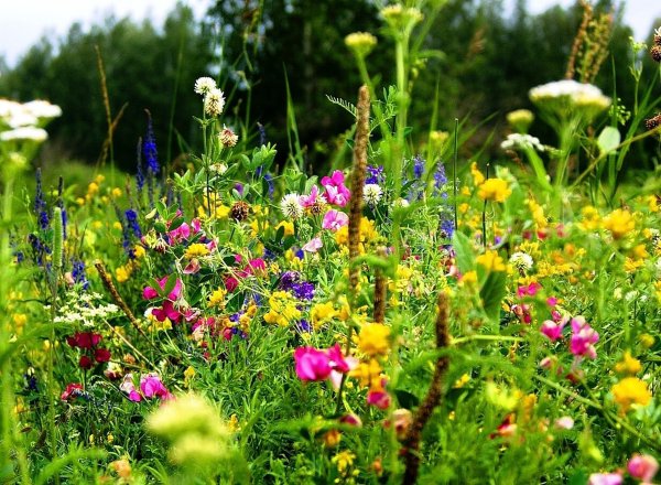 Лесные цветы