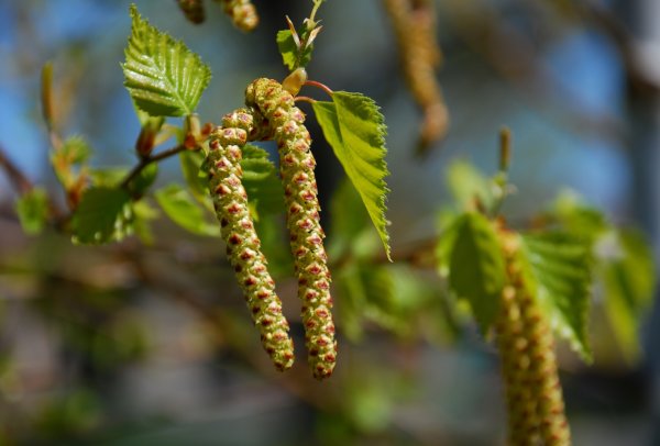 Береза бруньки