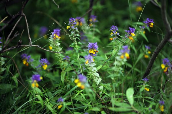 Травянистые растения Калужской области