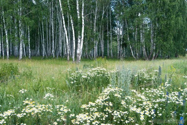 Березовая роща с ромашками