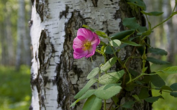 Цветок березы