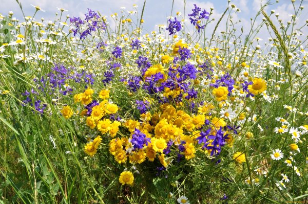 Разнотравье поля Луга полевые цветы