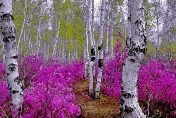 Рододендрон Даурский в березовой роще