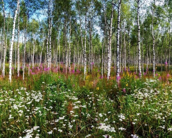 Березовая роща с ромашками