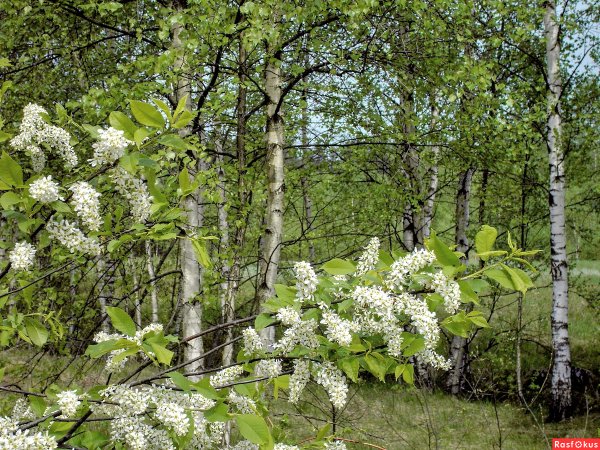 Черемуха Лесная