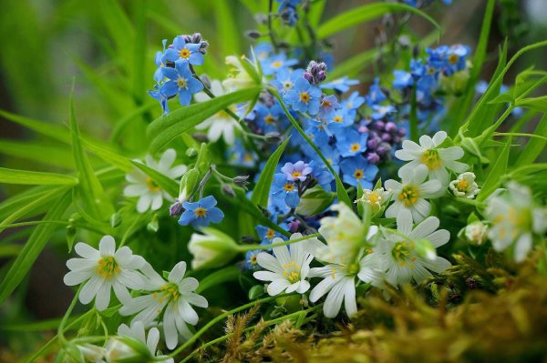 Лето на лугу