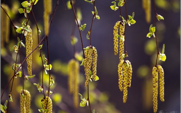 Соцветие Сережка тополя