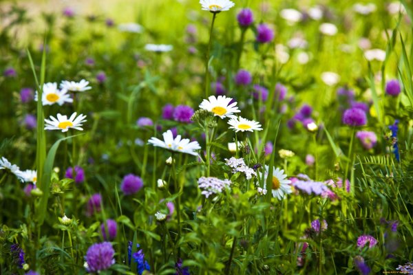 Полевые и Лесные цветы