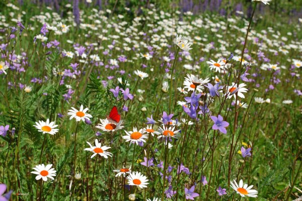 Поляна лесных фиалок