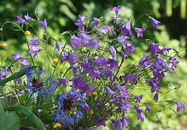 Семена мавританский газон "Альпийский луг"