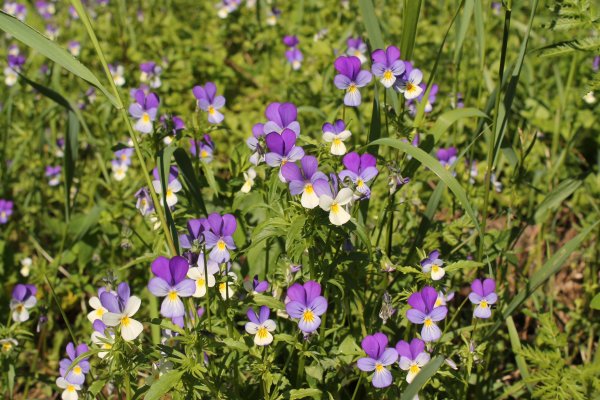 Полевая метельчатая трава