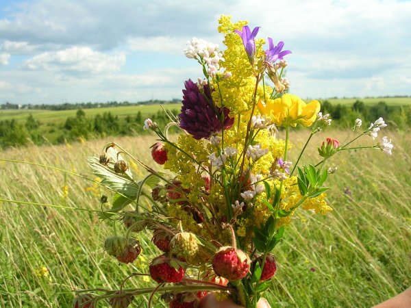 Мавританский газон флрса