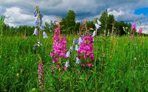 Растения Луга разнотравье