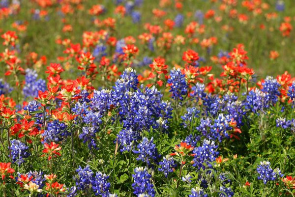 Полевые цветы Подмосковья