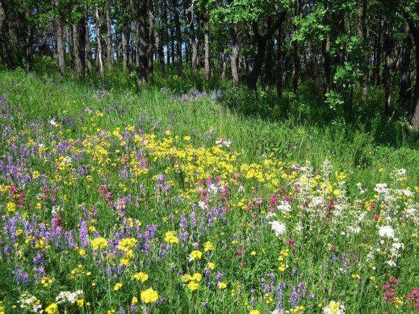 Весенние луговые цветы