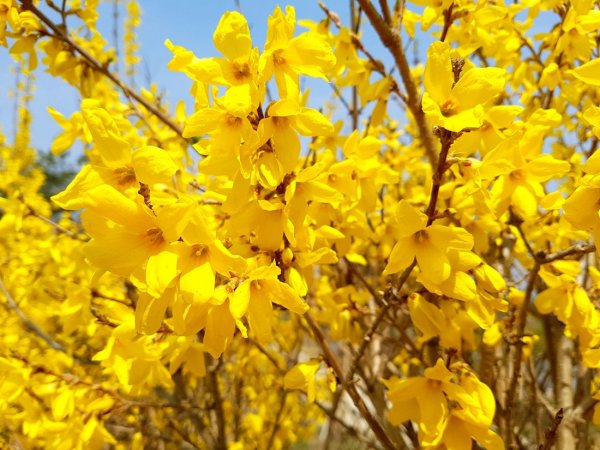 Кустарник с жёлтыми цветами цветет весной форзиция