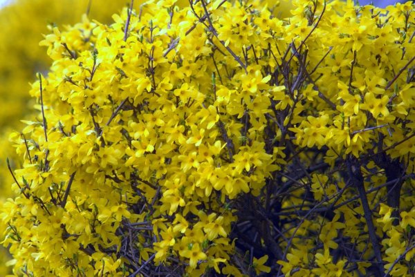 Forsythia viridissima