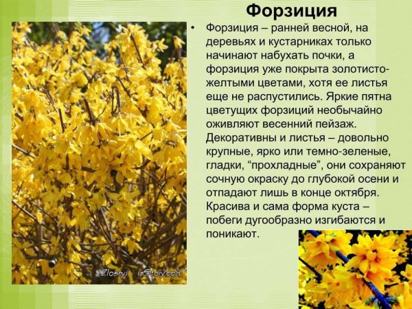 Форзиция промежуточная Линвуд