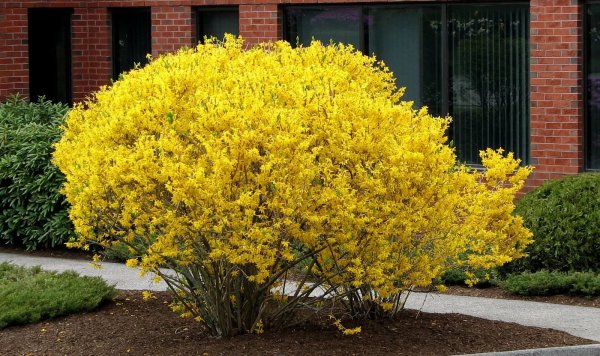 Форзиция европейская — Forsythia europaea