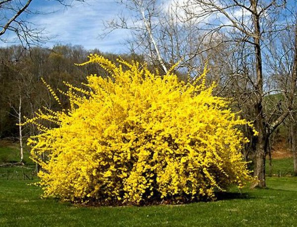 Форзиция спирея миндаль