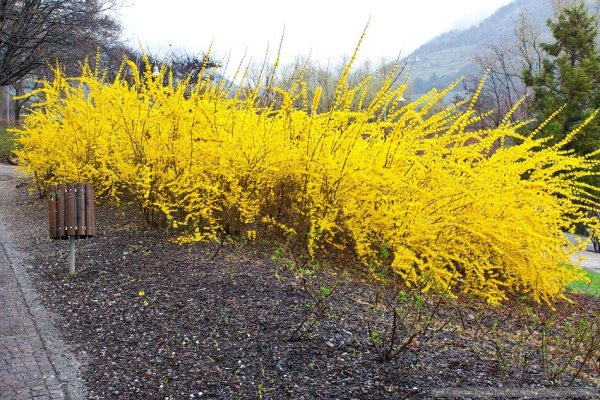 Форзиция европейская — Forsythia europaea